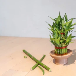 Lucky bamboo bowl, Brazilian bowl