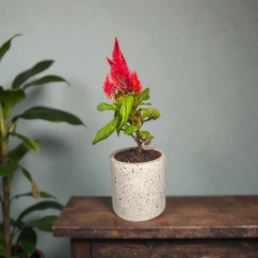 Indoor terrazzo planter