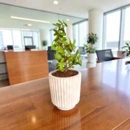 Desk planter