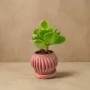 The Striped- 2.75"x3.0" Round stripe planter I Red Terracotta I Zero cement concrete planters I With base plate