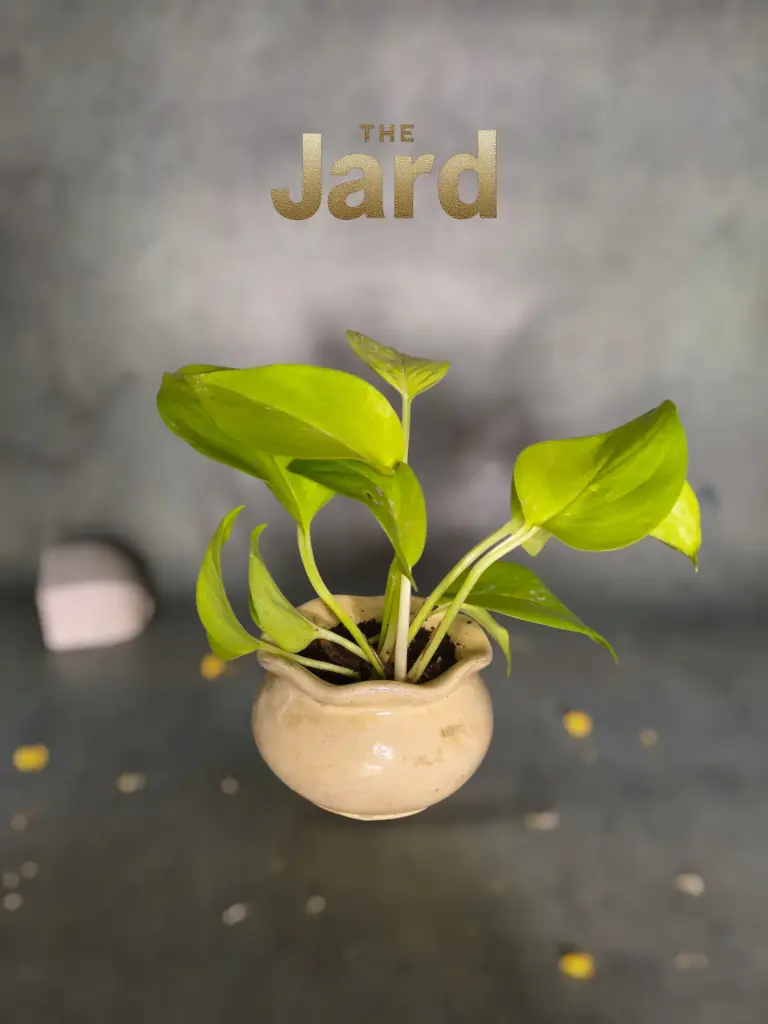 The Jard- 3.8"x2.75" I Handcrafted I Wavy design I Yellow ochre I Succulent planter / Base plate included