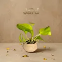 The Jard- 3.8"x2.75" I Handcrafted I Wavy design I Yellow ochre I Succulent planter / Base plate included