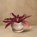 The Jard- 3.5"x2.75" I Handcrafted I Wavy design I Natural Grey I Succulent planter I Base plate included