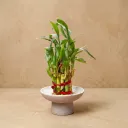 The Plinth L- 2 layer Lucky Bamboo Pedestal bowl | 4.75*2.75" | Grey | Glass and plastic alternative I Brazilian log.