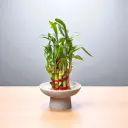 The Plinth L- 2 layer Lucky Bamboo Pedestal bowl | 4.75*2.75" | Grey | Glass and plastic alternative I Brazilian log.