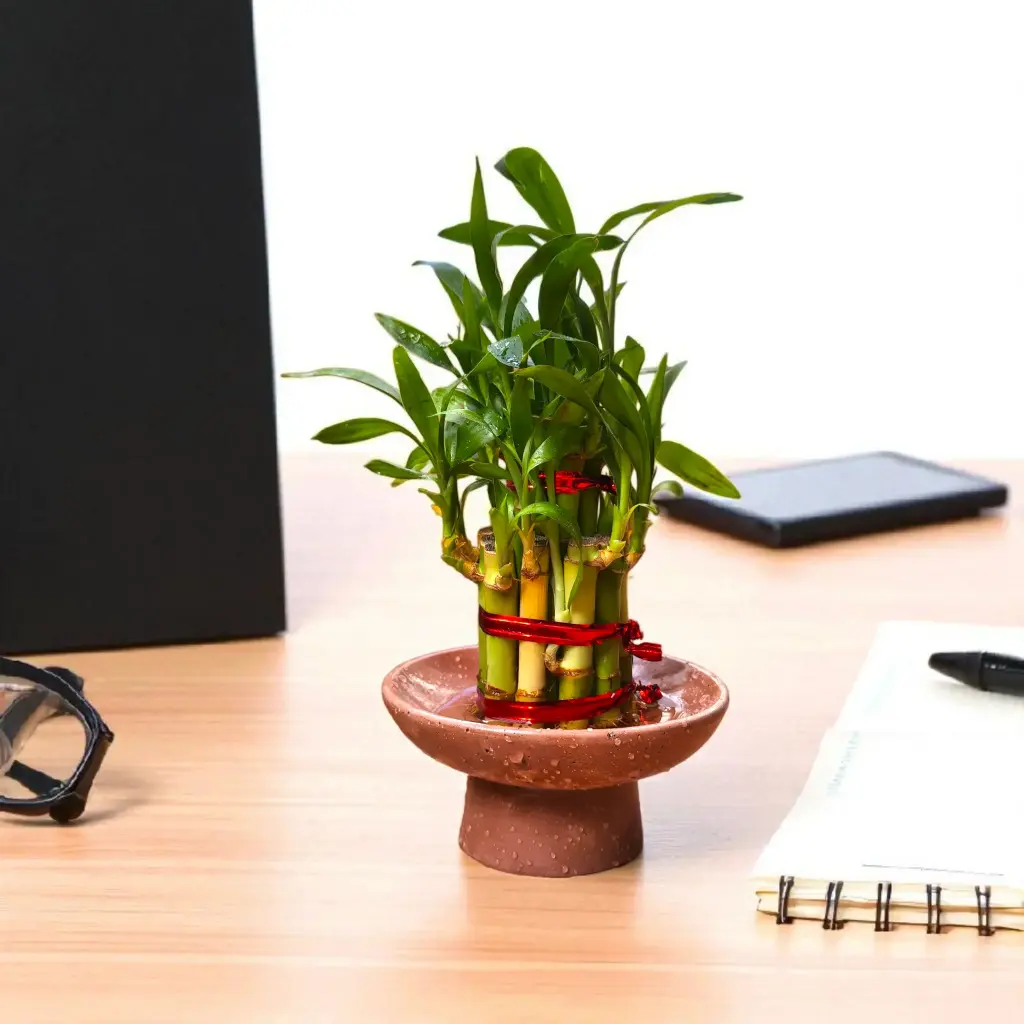 [REC-plinth l-tera] The Plinth L- 2 layer Lucky Bamboo Pedestal bowl | 4.75*2.75" | Terracotta | Glass and plastic alternative