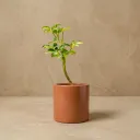 Cylo-4 | Cylindrical planter | 4"x4"| made from recycled concrete| handcrafted | Pack of 1 Terracotta.