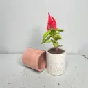 Cylo-4 | Cylindrical planter | 4"x4"| made from recycled concrete| handcrafted | Pack of 2 Terracotta and Grey terrazzo