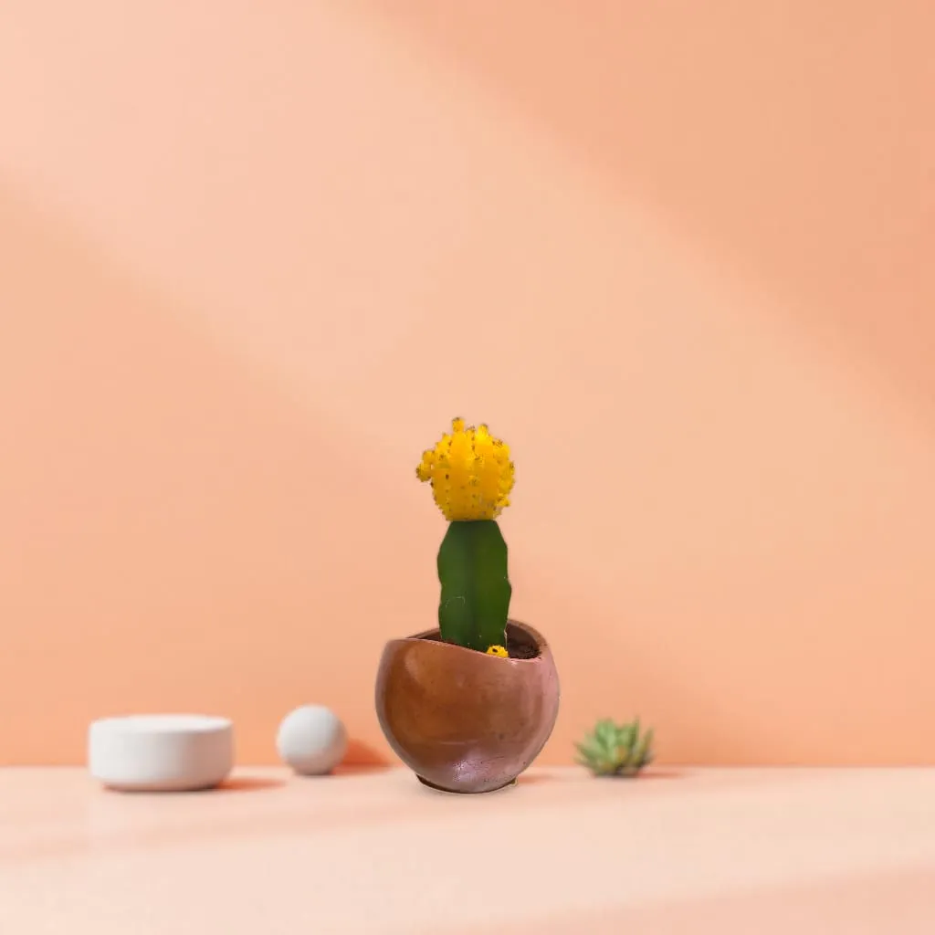 [REC-Glore-Tera] The Glore-2.75x3.5" I Handcrafted I Planter I Eco Freindly I Made from construction waste I Succulent Planter (Teracotta Red)