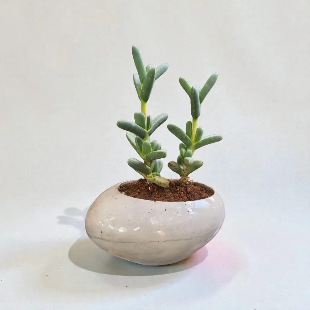 [REC-Olute-GreY] The Olute-  6.0"x4.0"x3.0" I Pebble planter I Interior planter I Crafted minimalism I Environment friendly (olute grey)