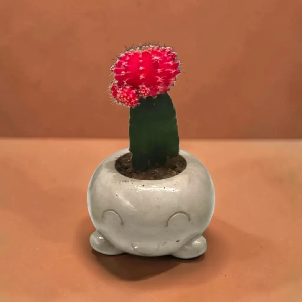 [REC-mousse-grey] The Mousse- 4"x 4"x 3" Handcrafted I Up-cycled concrete I Face planter I Stone Grey I Cute planter