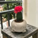 The Mousse- 4"x 4"x 3" Handcrafted I Up-cycled concrete I Face planter I Natural texture I Cute planter