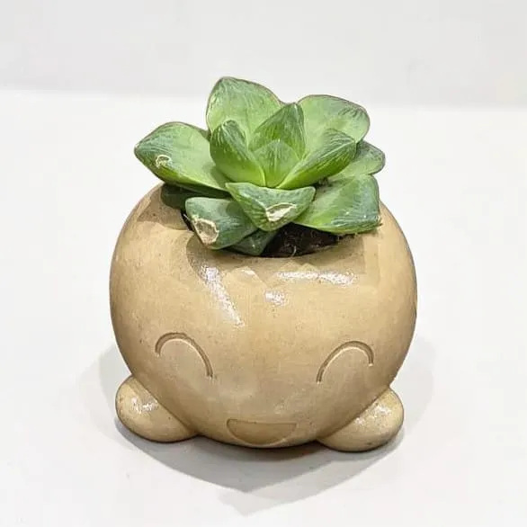 The Mousse- 4"x 4"x 3" Handcrafted I Up-cycled concrete I Face planter I Natural texture I Cute planter