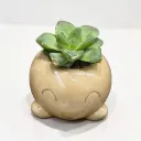 The Mousse- 4"x 4"x 3" Handcrafted I Up-cycled concrete I Face planter I Natural texture I Cute planter