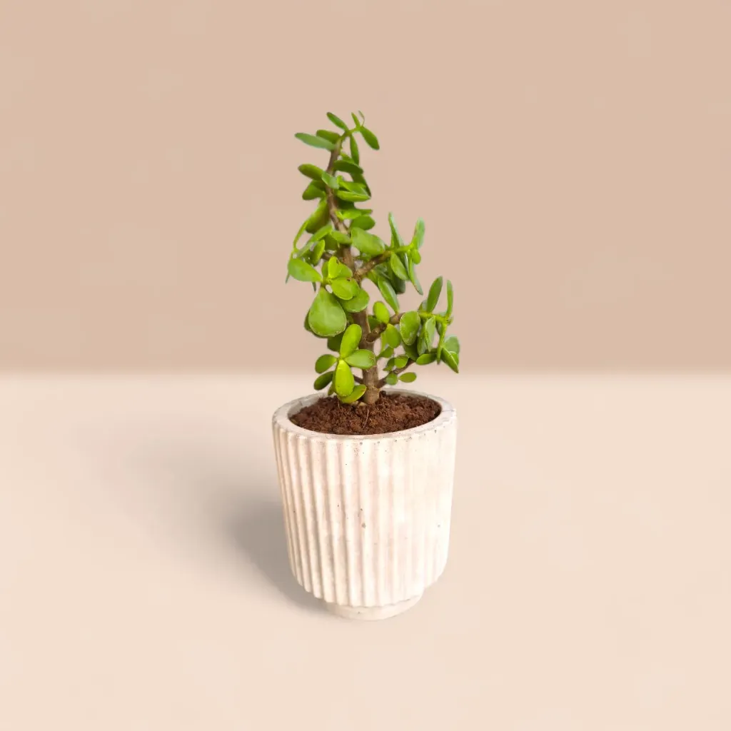 [REC-Nordic Grey] The Nordic grove| handcrafted | Linear function | Minimal | Eco inspiring | 4"x3.5" I Desk assent I Up-cycled Concrete (Grey NOrdic)