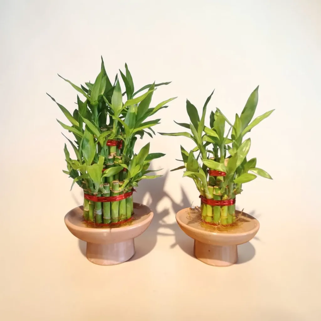 [REC-Plinth 2PK-grey] The Plinth L & XL- Lucky Bamboo Pedestal bowl | Pack of 2 bowl |Symbol of Fortune | Natural Color | Earthy Texture. (Grey Plinth com)