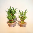 The Plinth L & XL- Lucky Bamboo Pedestal bowl | Pack of 2 bowl |Symbol of Fortune | Natural Color | Earthy Texture.
