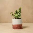 Cylo-4 | Cylindrical planter | 4"x4"| made from recycled concrete| handcrafted | Dual tone (Grey and terracotta)