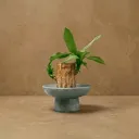 The Plinth XL- 3 layer Lucky Bamboo Pedestal bowl | Grey |5.5"x2 75" | charcoal grey  | Earthy Texture.