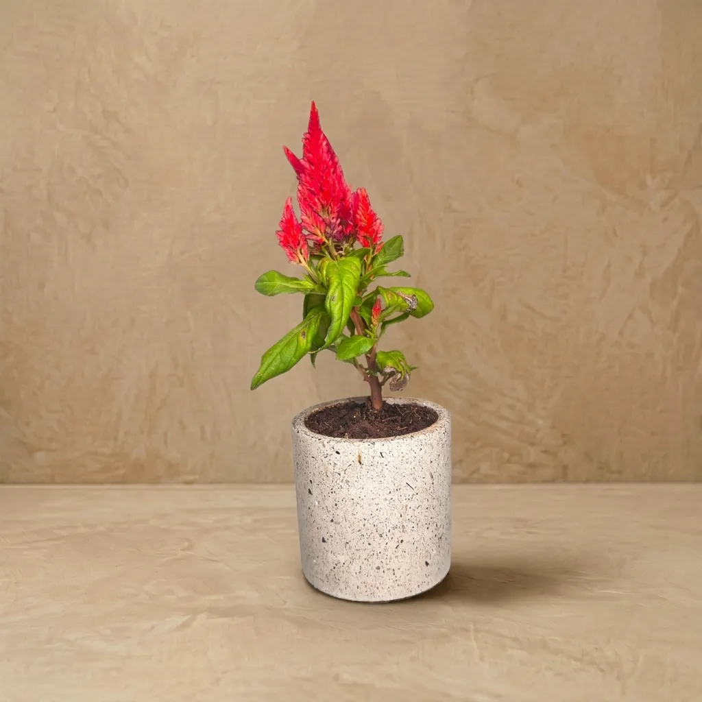 Cylo-4 | Cylindrical planter | 4"x4"| made from recycled concrete| handcrafted | Grey terrazzo sand finish